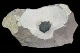 Pseudocryphaeus (Cryphina) Trilobite - Lghaft, morocco #75566-2